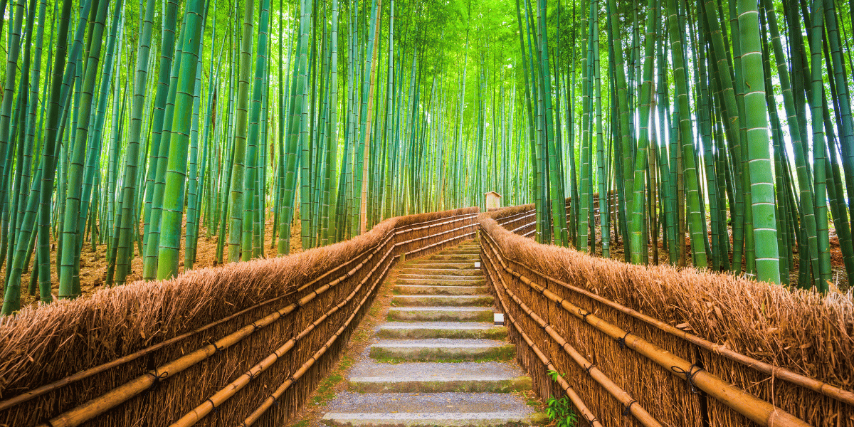 Arashiyama Bamboo Forest Image